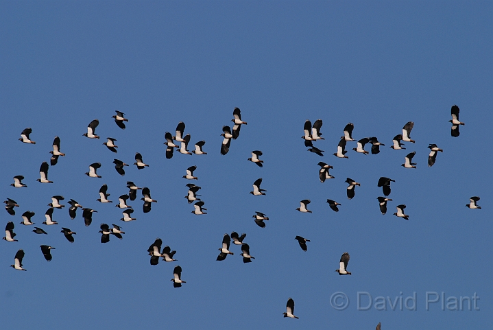 Lapwing flock - B.JPG - Lapwing flock - Norfolk